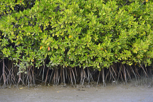 Rhizophora Root System
