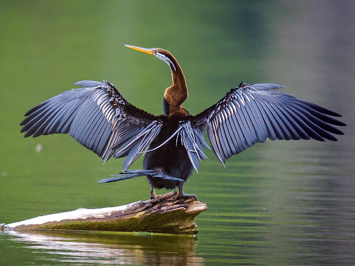 Threatened Oriental Darter