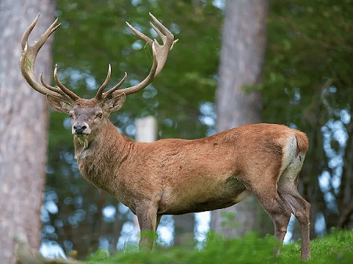 Kashmir Stag