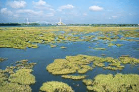 Inland wetland