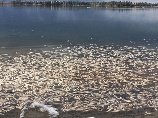 Fish Winterkill