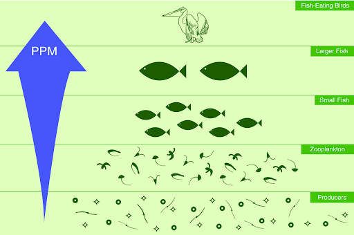 Process of Bioaccumulation