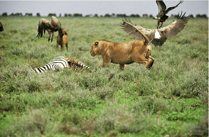 Community in Ecology