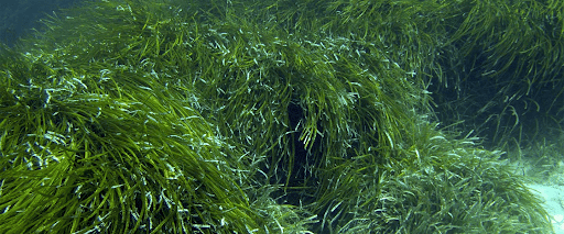 Seagrass