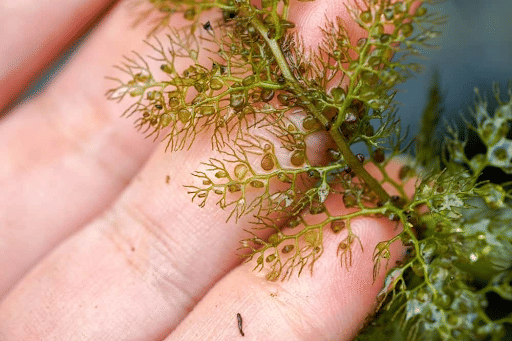 Utricularia