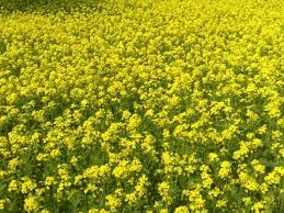 Musturd - Annual Crop