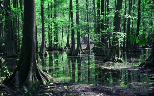 Swamp