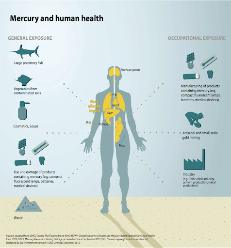 Human Exposure Path to Mercury