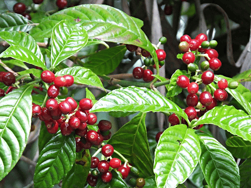 Coffee