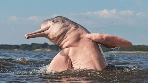 Freshwater/River Dolphin