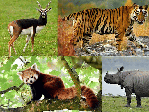 Endangered Animals