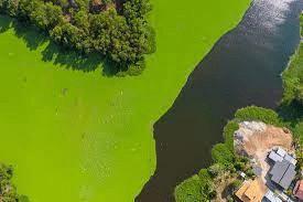 Effects of eutrophication