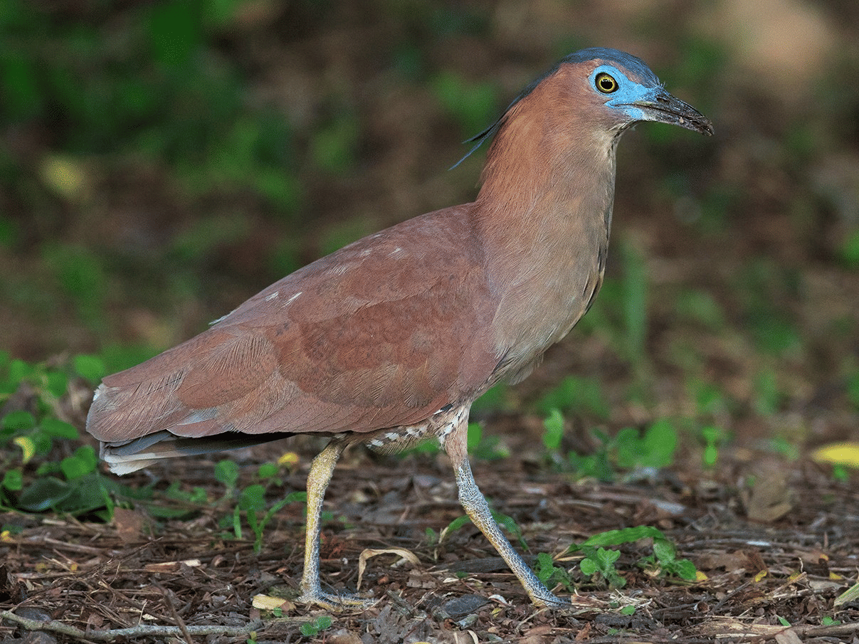 Bird