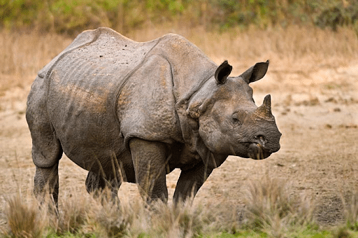 Vulnerable One-Horned Rhinos