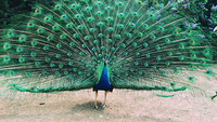 Peacock