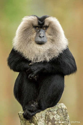 Lion-Tailed Macaque