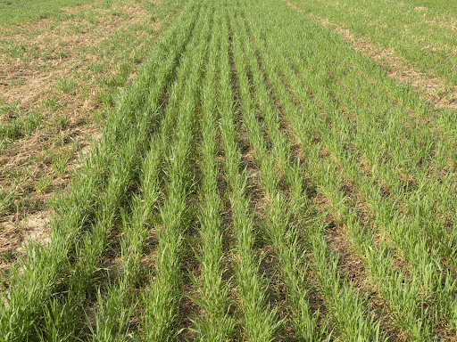 Cereal planting