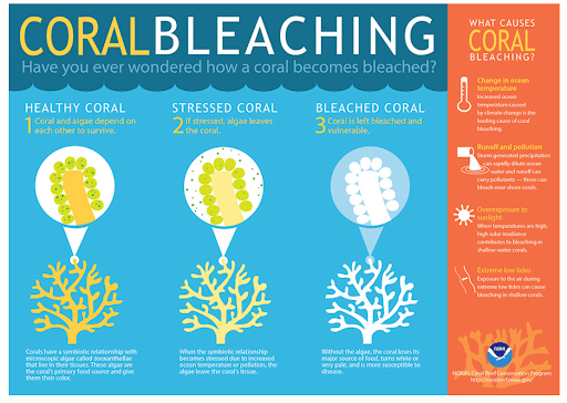 Coral Bleaching