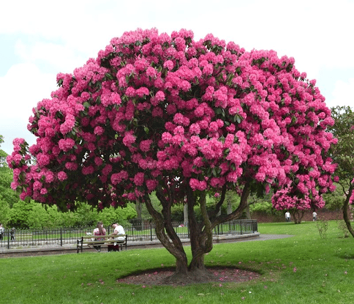 A Rhododendron Tree