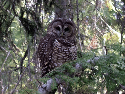 Spotted Owl