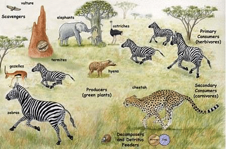 Wildlife of Savannah