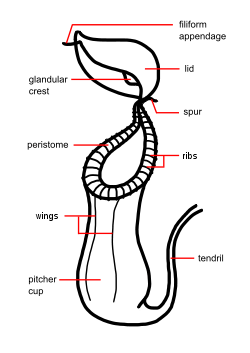 Parts of Nepenthes Plant
