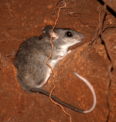 Kondana Rat