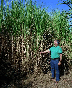 African Elephant Grass