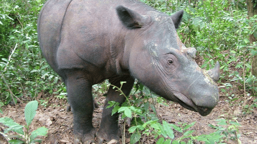 Sumatran Rhinoceros