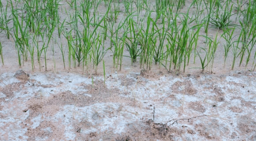 Saline & Waterlogged Soil of Sundarbans