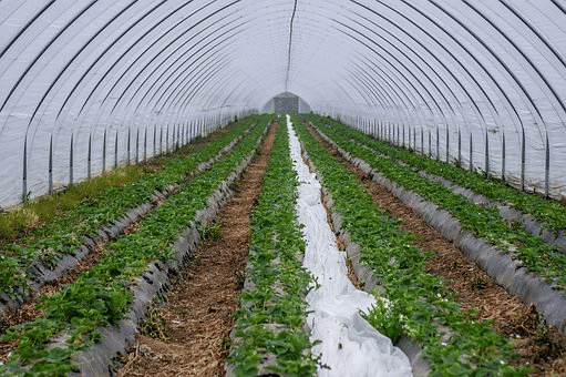 Drip Irrigation