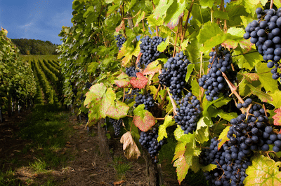 Viticulture