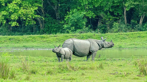 Kaziranga National Park