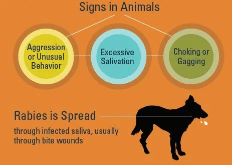 Rabies symptoms in animals