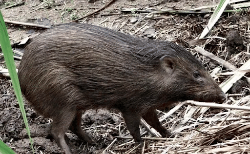 Pygmy Hog