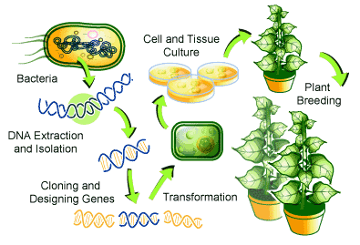 Genetically Modified Crops