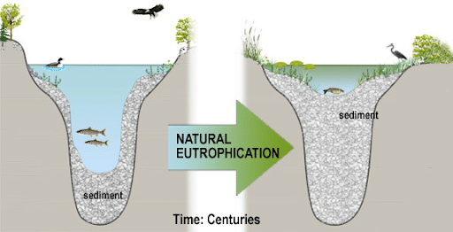 Natural Eutrophication or Natural Ageing of Lakes