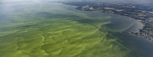 Harmful Algal Blooms