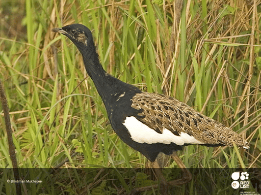 Bengal Florican