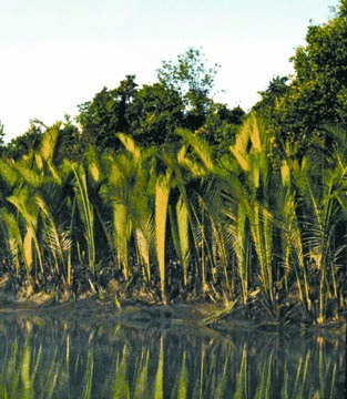 Nipa Palm