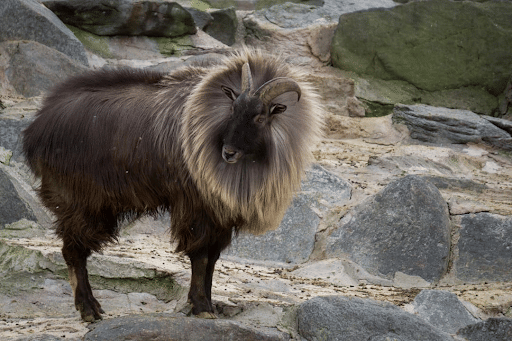 Vulnerable Himalayan Tahr