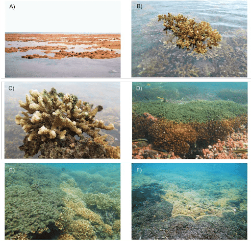 Subaerial Exposure of Coral Reef