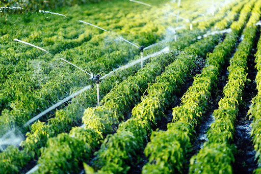 Micro Irrigation