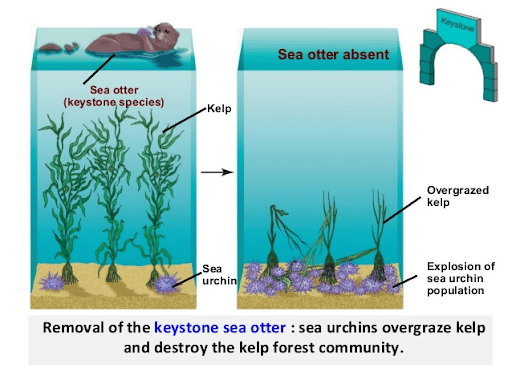 Foundation Species Vs Keystone Species
