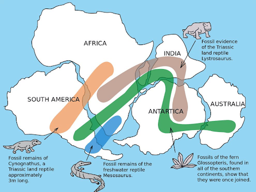Evidence of Fossils supporting continental drift theory