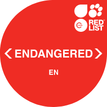 Endangered - IUCN Classification