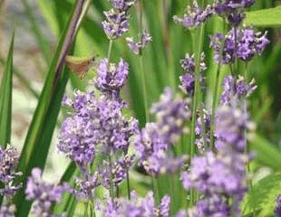 Perennial Woody Lavender