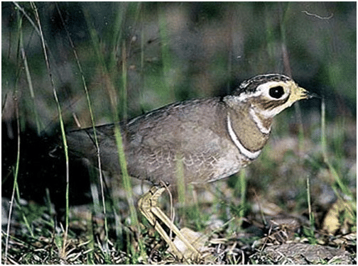 Jerdon’s Courser