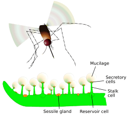 Trapping Mechanism in Butterworts