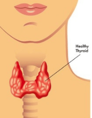 Thyroid Gland